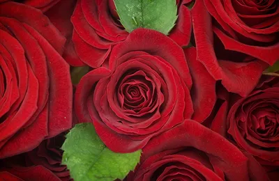 красная роза с зеленой травой Фон Обои Изображение для бесплатной загрузки  - Pngtree