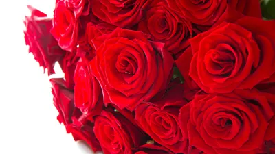 Обои бумажные 0,53х10 м, розы, красный – купить в Алматы по цене тенге –  интернет-магазин Леруа Мерлен Казахстан