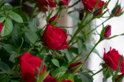 Скачать обои цветы, розы, красные розы, раздел цветы в разрешении 1920x1080