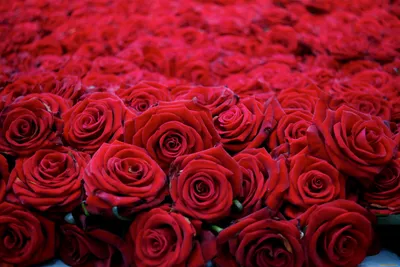 красные розы на черном фоне обои, картины из красных роз, Красная роза, Роза  фон картинки и Фото для бесплатной загрузки