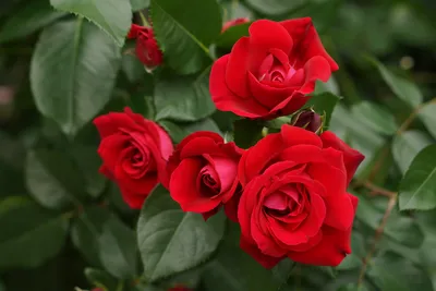 Обои Цветы Розы, обои для рабочего стола, фотографии цветы, розы, красный,  много Обои для рабочего стола, скачать обои картинки заставки на рабочий  стол.