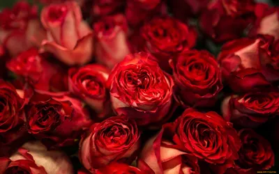 Скачать обои цветы, розы, красные, куст, flowers разрешение 2048x1365  #138482