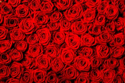 Купить фотообои Красные розы арт. 101093 на стену: цены, фото, каталог -  интернет-магазин «LIKE»