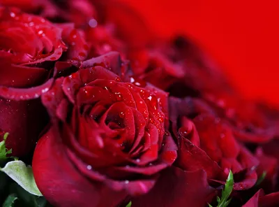 Фотообои Красные розы и брызги воды Nru41092 купить на заказ в  интернет-магазине