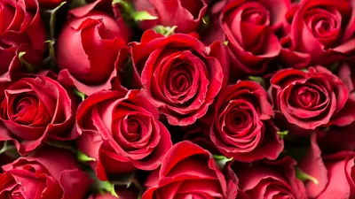 Красные розы предпосылка или обои Стоковое Изображение - изображение  насчитывающей пук, день: 99646333