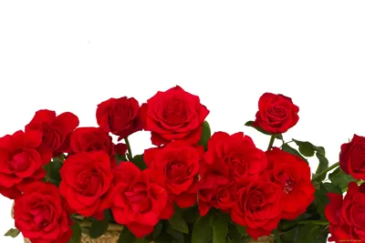 Фотообои на стену цветы - Красные Маки | Арт-Дизайн.MD фото обои для вашего  дома