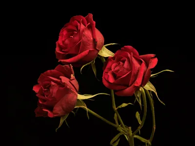 3 красных розы сидят на дубовом столе на темном фоне, картина красные розы,  Красная роза, Роза фон картинки и Фото для бесплатной загрузки