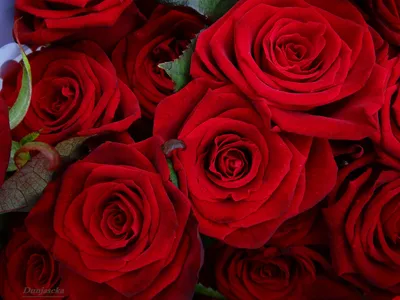 Скачать 1366x768 розы, красный, цветы, букет обои, картинки планшет, ноутбук