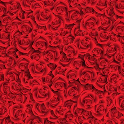 Обои Цветы Розы, обои для рабочего стола, фотографии цветы, розы, красные,  белый, фон Обои для рабочего стола, скачать обои картинки заставки на  рабочий стол.