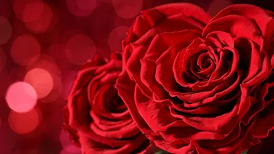 Обои на рабочий стол Красивые красные розы, обои для рабочего стола,  скачать обои, обои бесплатно
