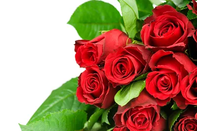 Фотообои Красные розы купить на стену • Эко Обои