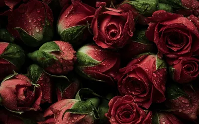 романтические красные розы на старинном деревянном фоне идеально подходят  для любовной и свадебной тематики, валентинка роза, день роз, Красная роза  фон картинки и Фото для бесплатной загрузки