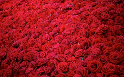 Фотографии букет роза Красный цветок на черном фоне