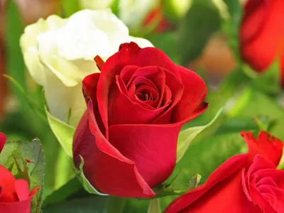 Фотообои на стену флизелиновые, 3d абстракции цветы ПЕРВОЕ АТЕЛЬЕ \"Красные  розы с черным узором\" 200х140 см (ШхВ), моющиеся, Premium - купить по  выгодной цене в интернет-магазине OZON (346988798)