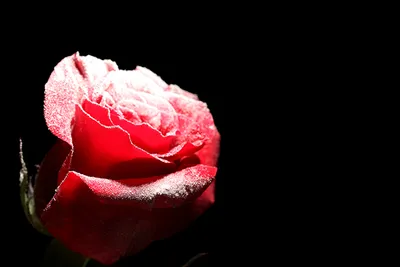 Скачать обои цветы, бутоны, фон, розы, красные разрешение 1280x800 #242946