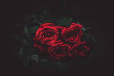 Фотообои Красные розы и брызги воды Nru41092 купить на заказ в  интернет-магазине