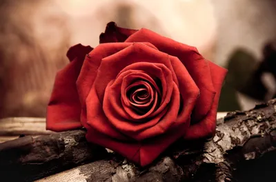 Цветы розы, красные, букет фото, обои на рабочий стол