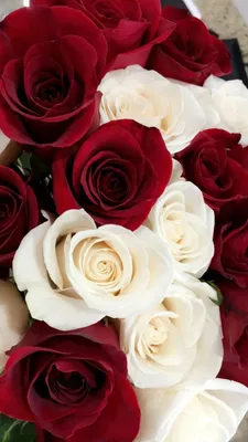 красные и белые розы | Flowers photography wallpaper, Flowers photography,  Flower background iphone
