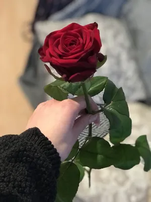 Фото одной розы в руке фотографии
