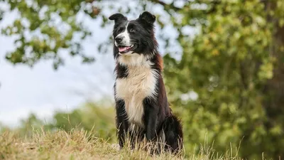 Топ-10 лучших охотничьих пород собак в разных номинациях. | 🐾DOG WORLD🐾 |  Дзен