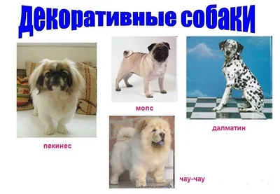 Охотничьи породы собак 🐕 для городских собаководов - Гульдог