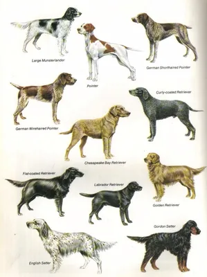 Охотничьи собаки для дома - фото и названия, виды, породы, фотографии |  Какие собаки для охоты - описание, истории, особенности