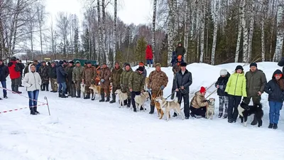 Потомки сибирских волков: как появились карликовые собаки - Газета.Ru