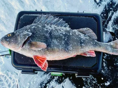 Ошибки и хитрости при ловле крупного окуня зимой - Статьи о рыбалке