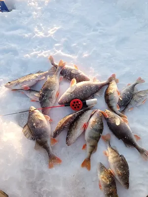 Как ловить крупного окуня зимой | Про рыбалку | Дзен