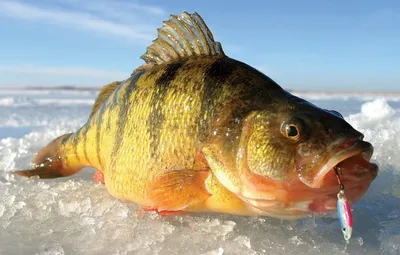 Зимняя рыбалка на окуня | Полезные статьи от Митек