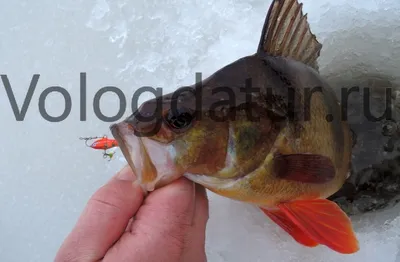 Зимняя рыбалка на окуня, ловля окуня зимой на озере на балансир и мормышку