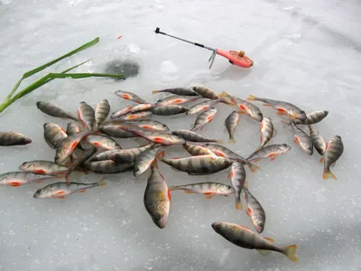 Балансир для ловли окуня зимой на блесну, какой выбрать, как лучше  применить - портал «LANDFISH» все о рыбалке