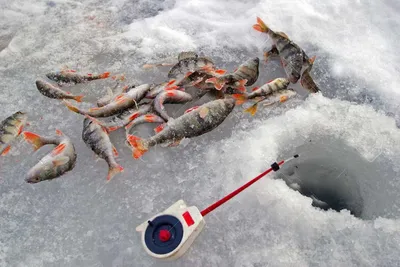 Зимняя ловля окуня - Fishing Style