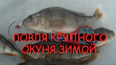ловля КРУПНОГО окуня зимой.зимняя рыбалка на мормышку - YouTube