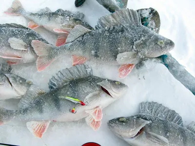 GalAVl.ru - Зимняя рыбалка на крупного окуня с балансиром