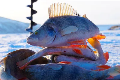 Рыбалка на окуня зимой|Простые советы от профессианалов! | НА РЫБАЛКУ! |  Дзен