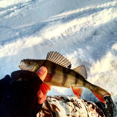 Рыбалка на окуня зимой в Астрахани: особенности, как и на что ловить