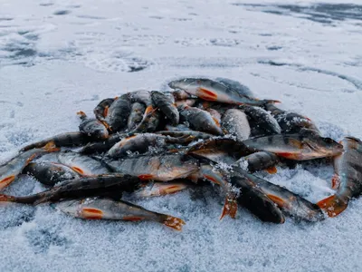 Топ 3 насадок для ловли окуня на мормышку зимой на зимней рыбалке | Рыбалка  с Димоном круглый год | Дзен