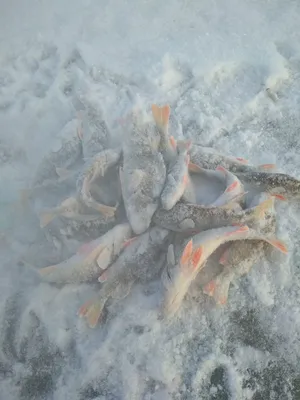 Зимняя рыбалка — ловля окуня зимой