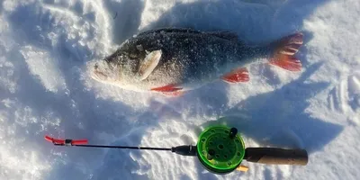 Зимняя ловля окуня на балансир + видео