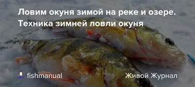 Поиск окуня зимой на незнакомом водоеме: Прикормка и реальные поклёвки |  Рыбалка с Fishingsib - YouTube