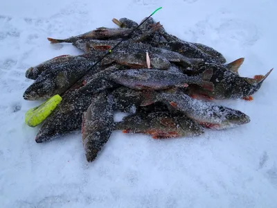 ОКУНЬ зимой на БЕЗМОТЫЛКУ и БЛЕСНУ / Зимняя рыбалка 2020 — Сообщество  «Рыбаки DRIVE2» на DRIVE2