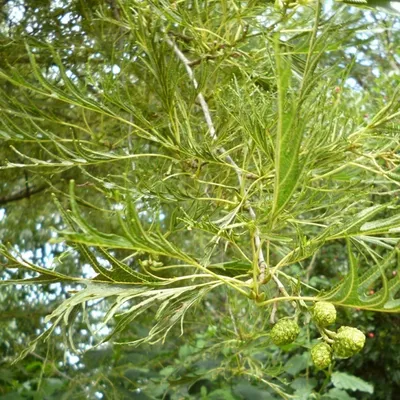 Ольха серая \"Пендула\" (Alnus incana Pendula) - Лиственные растения весна  2024 года - купить лиственные растения спирея, кизильник, барбарис,  лапчатка.