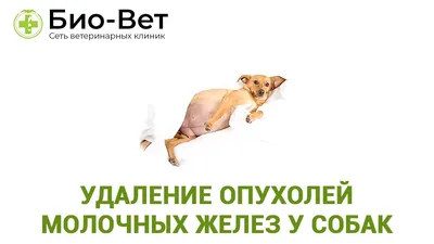 Рак у собак, а самое главное за что... - Всероссийский форум норных