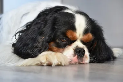 Опухоль надпочечников собак: лечение и симптомы - Syndrome-Kushinga
