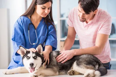 Опухоли (рак) у собак и кошек. Диагностика и лечение в России