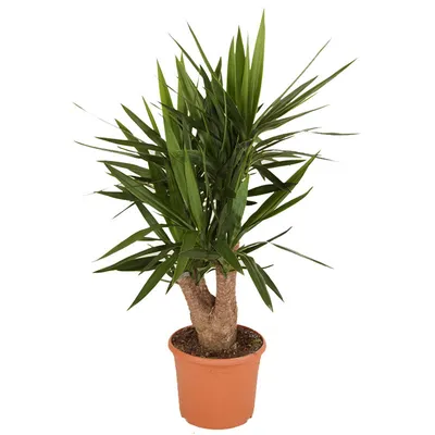 Юкка пальма (2 стебля) ø17 h80 см по цене 5980 ₽/шт. купить в Омске в  интернет-магазине Леруа Мерлен