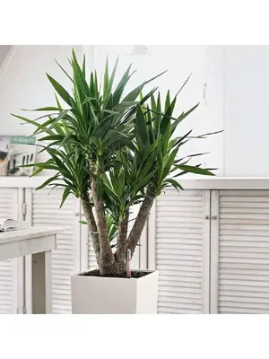 Искусственное растение «Пальма юкка» (большая), купить оптом Украина