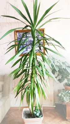 Пальма Юкка Разветвленная купить недорого в Москве | Комнатное растение пальма  Юкка Разветвленная в интернет-магазине с доставкой по РФ