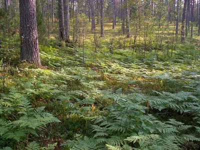 Фото папоротника в лесу